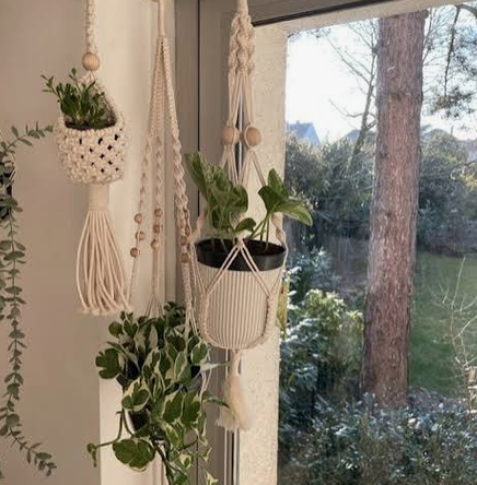 Photo Plantes Suspendues